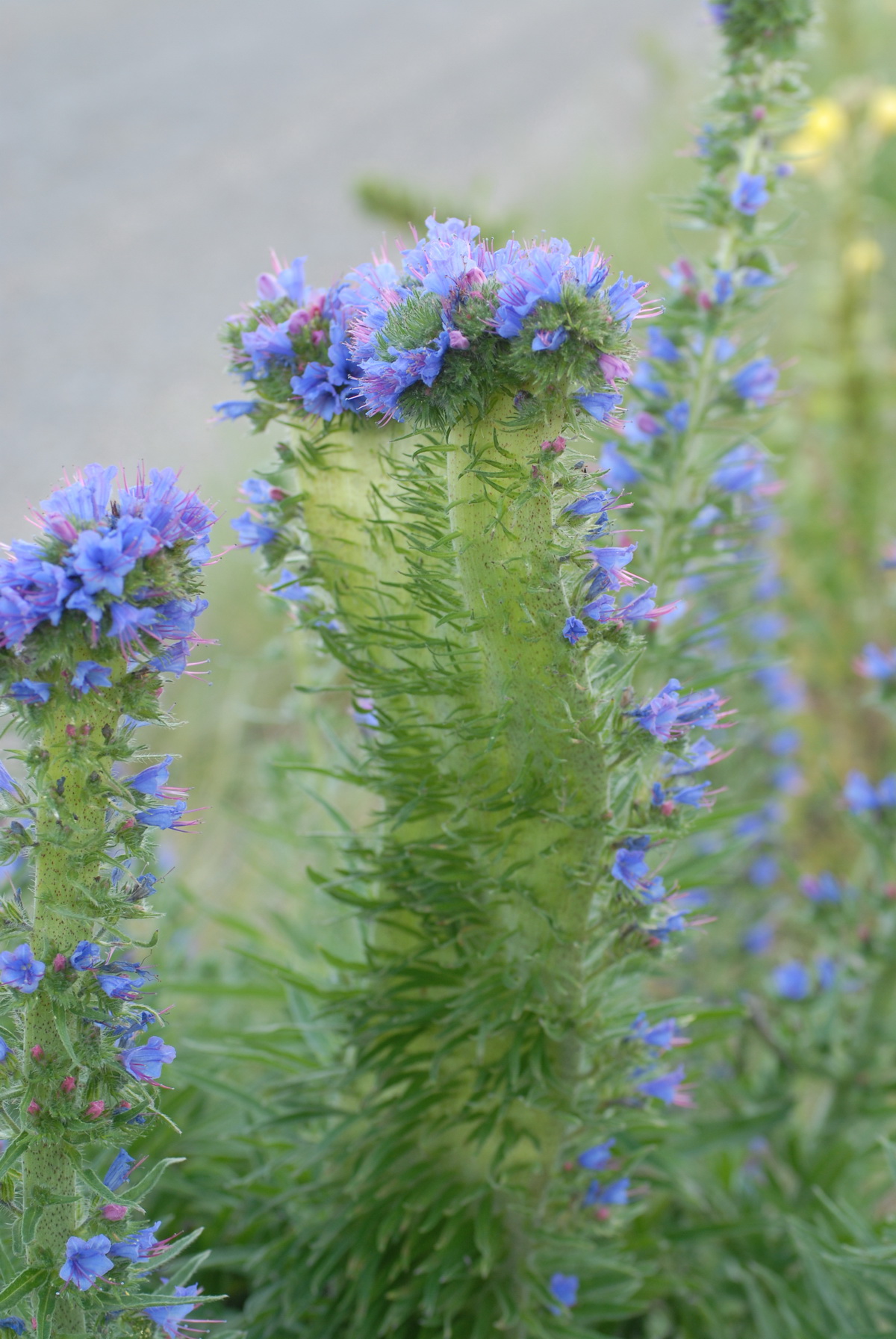 Echium vulgare (door Hans Toetenel)