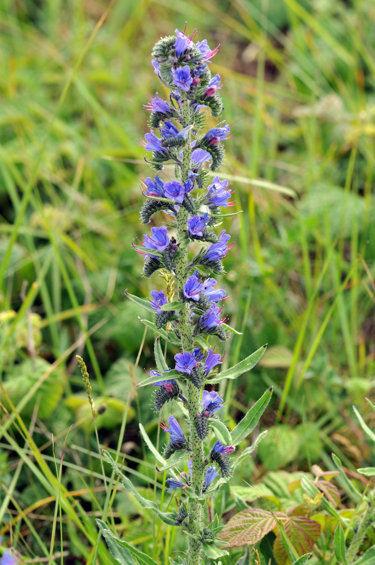 Echium vulgare (door Hans Toetenel)