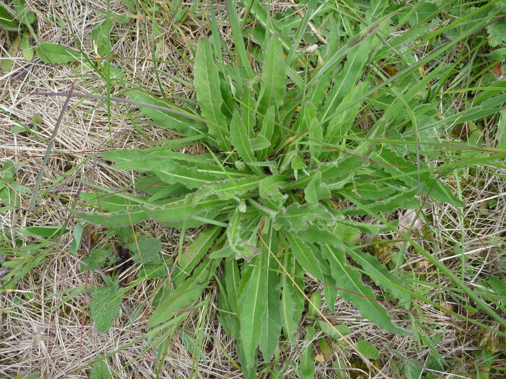 Picris hieracioides (door Cor Nonhof)
