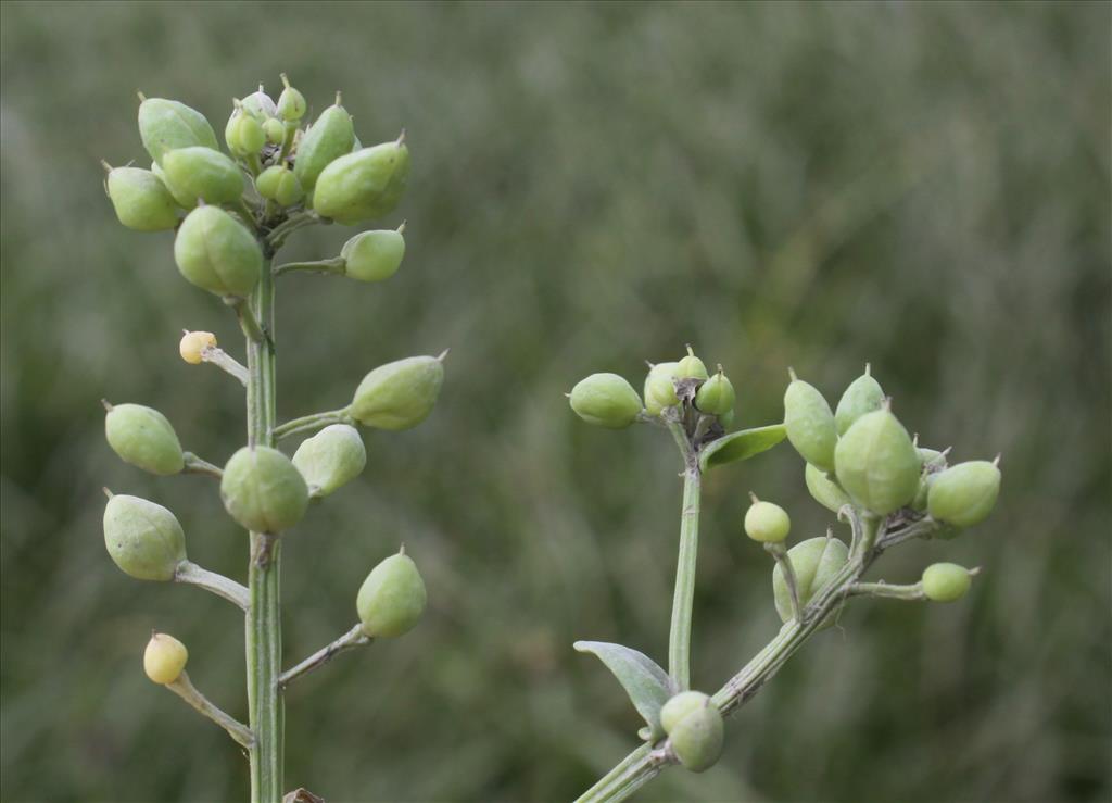 Cochlearia officinalis (door Peter Meininger)