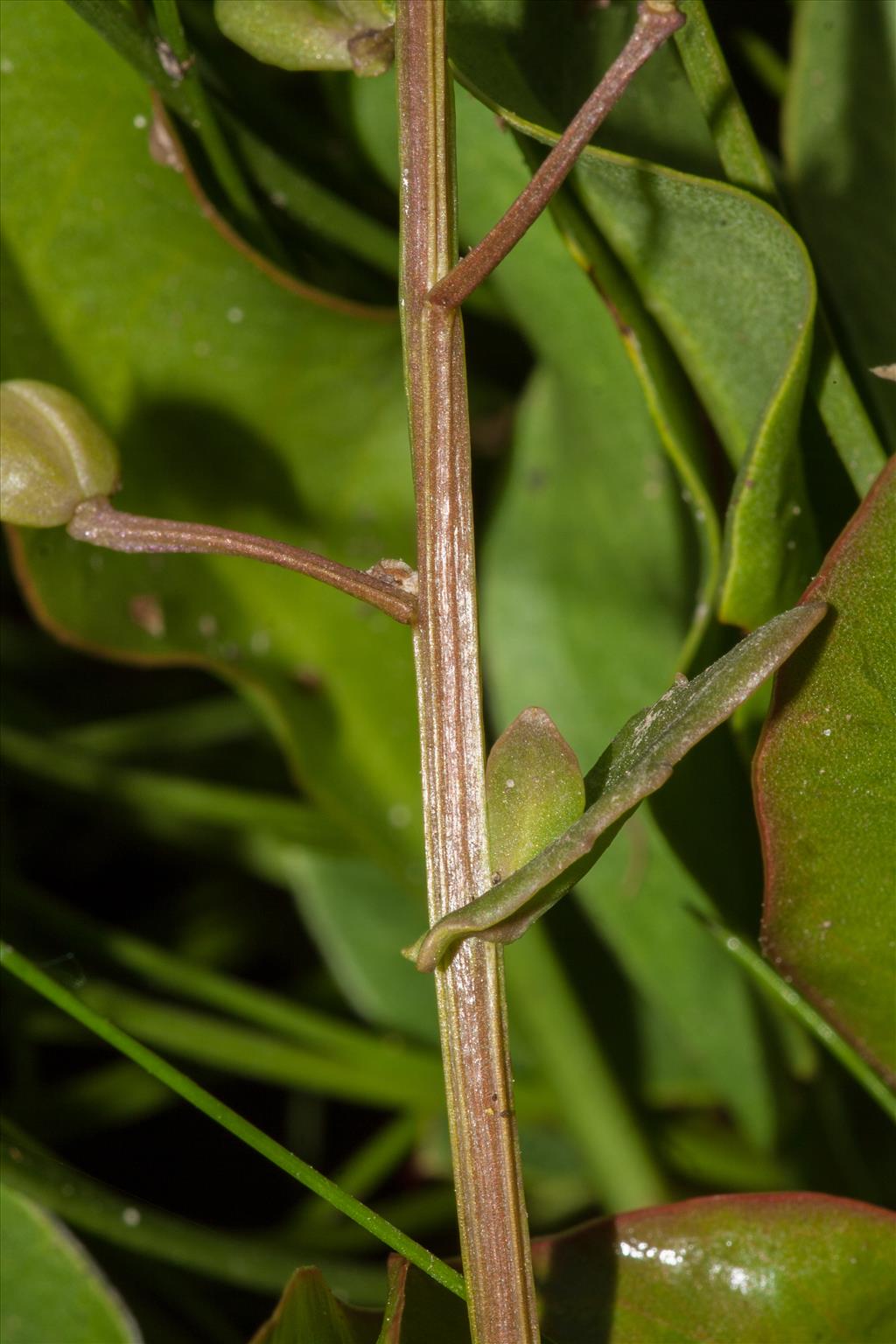 Cochlearia officinalis (door Mark Uittenbogerd)