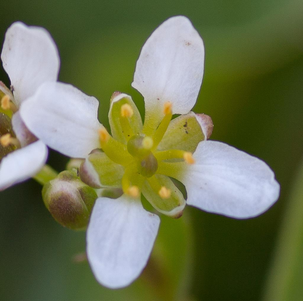 Cochlearia officinalis WEG (door Mark Uittenbogerd)