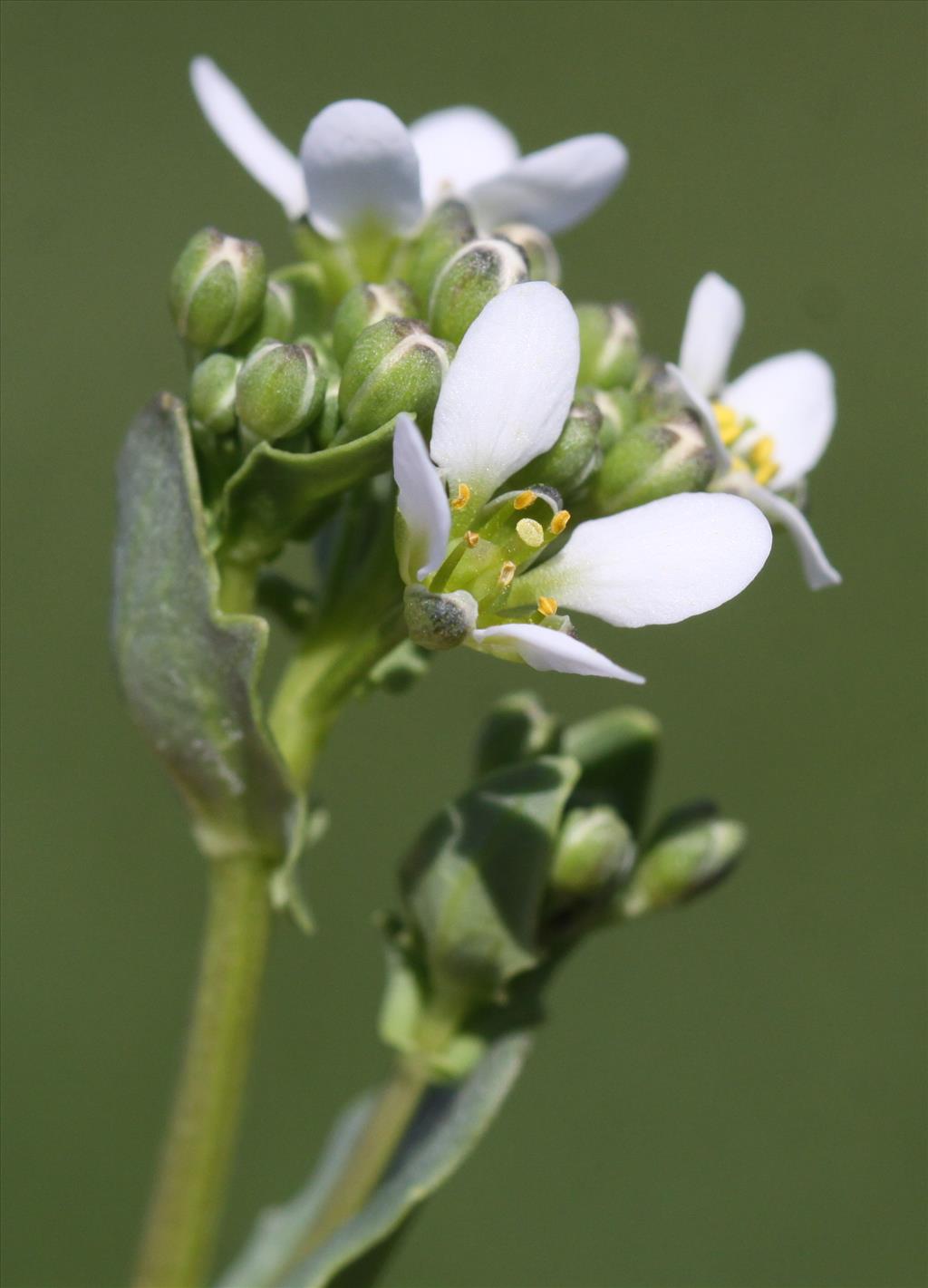 Cochlearia officinalis (door Peter Meininger)