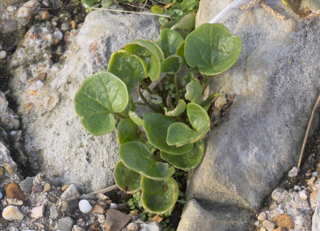 Cochlearia officinalis WEG (door Peter Meininger)