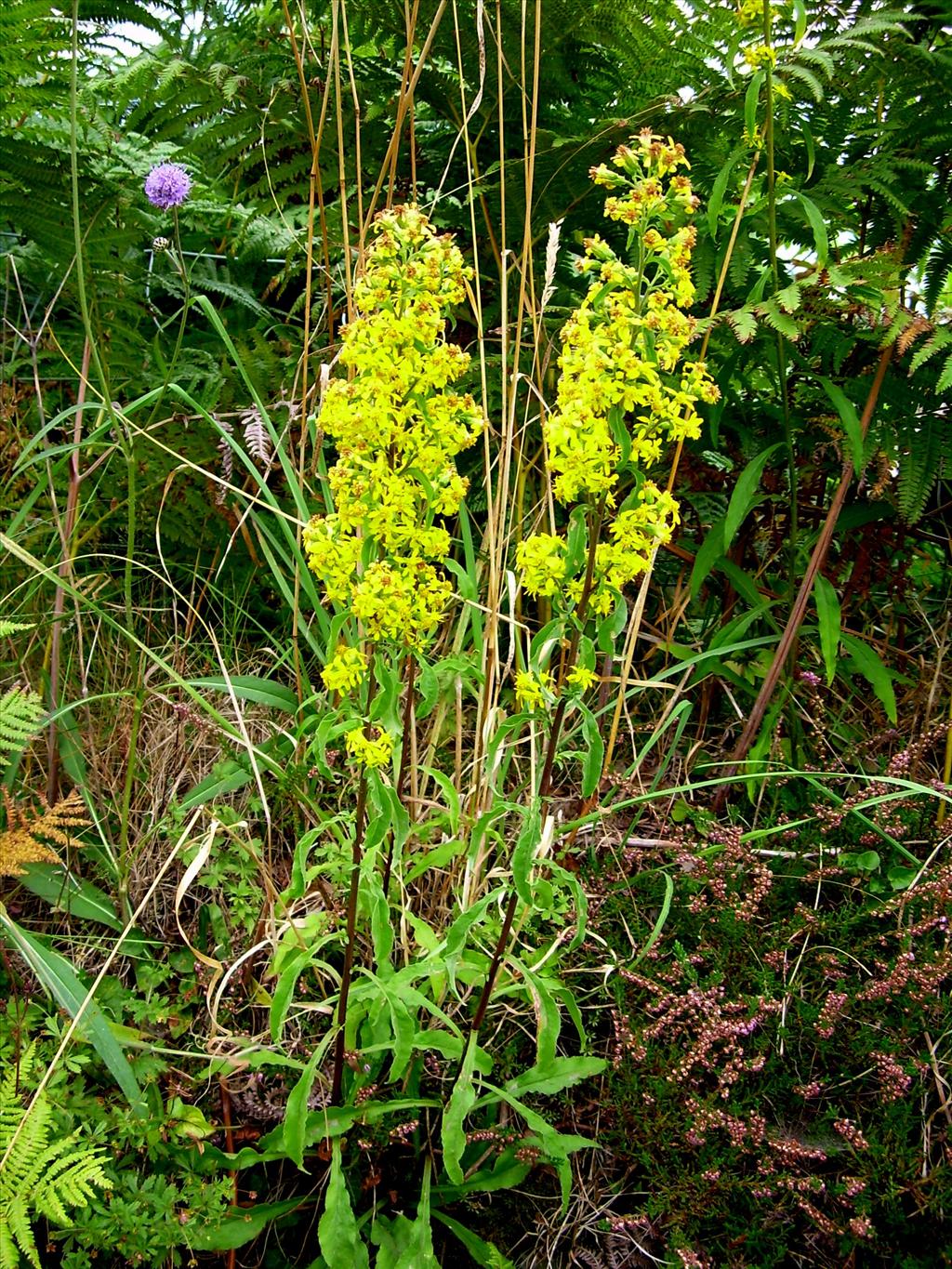 Solidago virgaurea (door Toon Verrijdt)