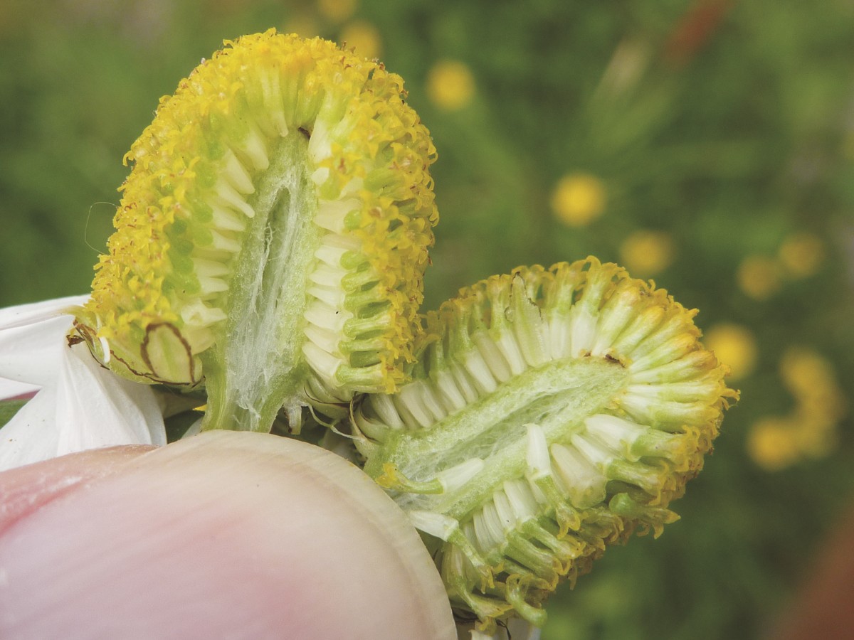 Matricaria chamomilla (door Cor Nonhof)