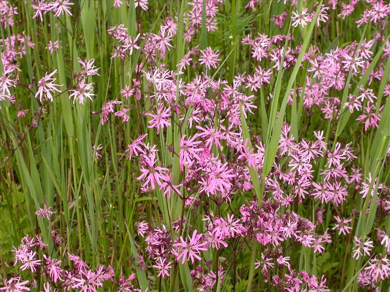 Silene flos-cuculi (door Laurens Sparrius)