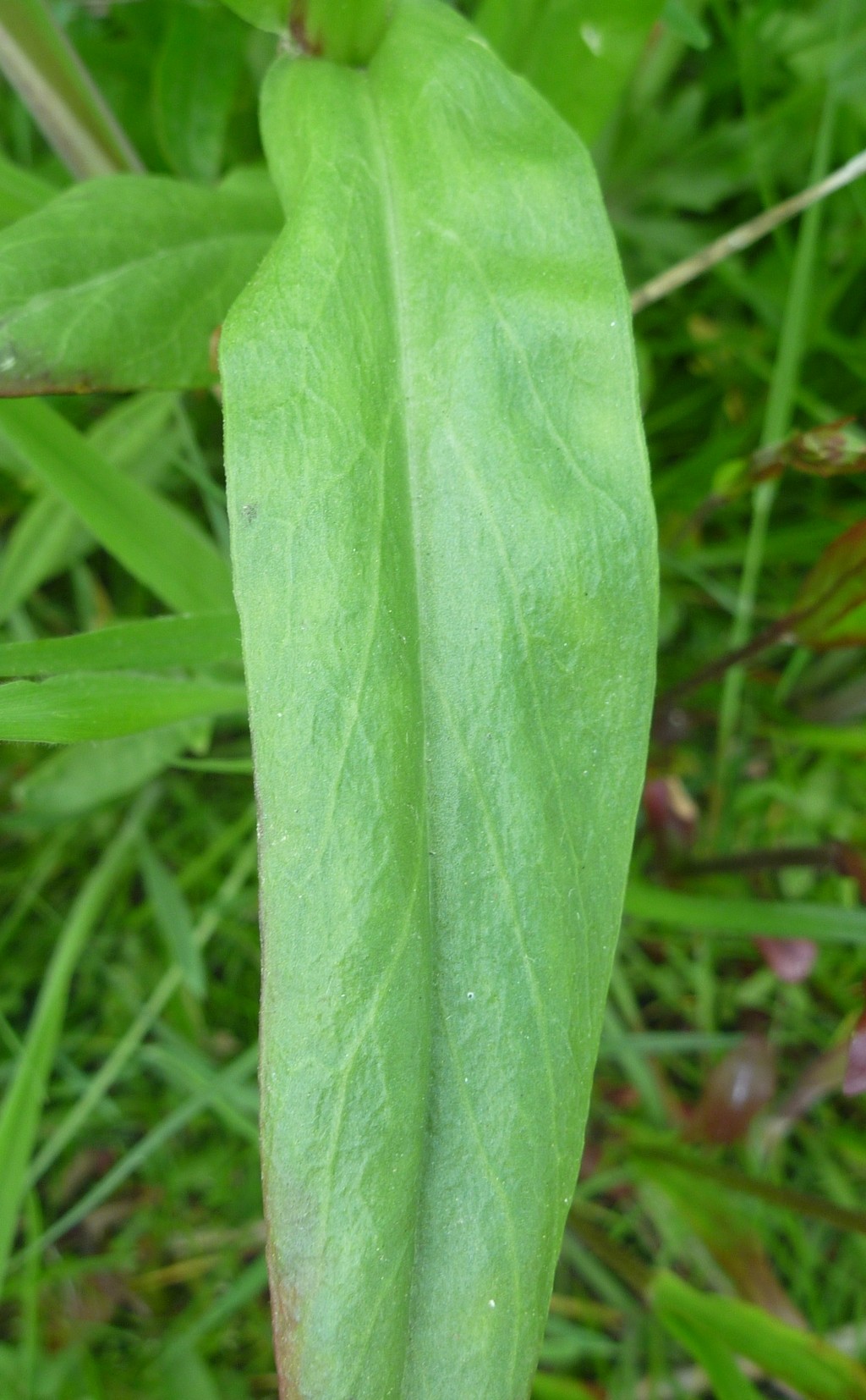 Silene flos-cuculi (door Cor Nonhof)