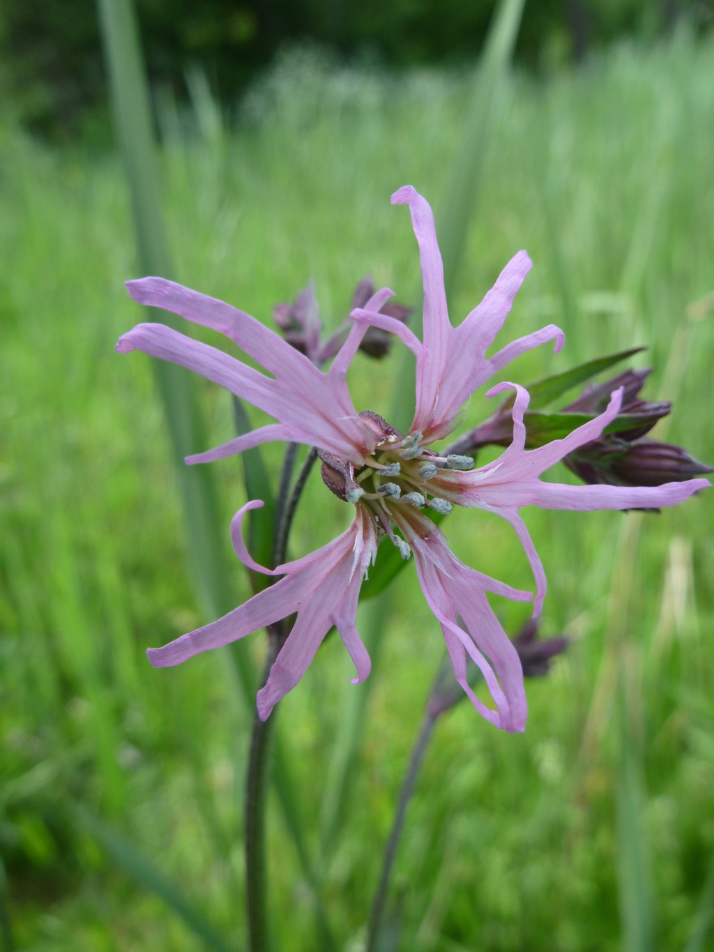 Silene flos-cuculi (door Cor Nonhof)