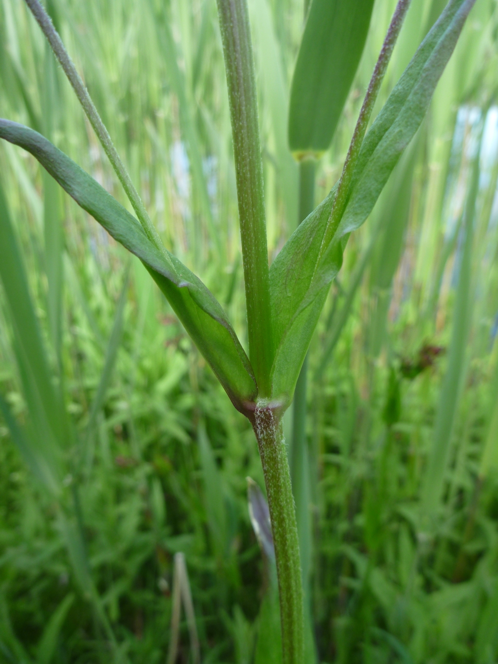 Silene flos-cuculi (door Cor Nonhof)