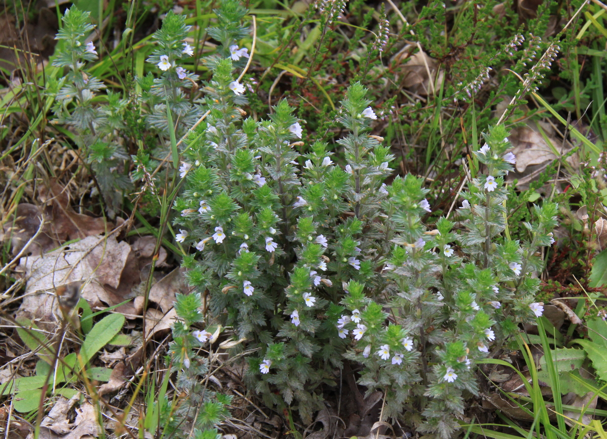 Euphrasia stricta s.s. (door Peter Meininger)