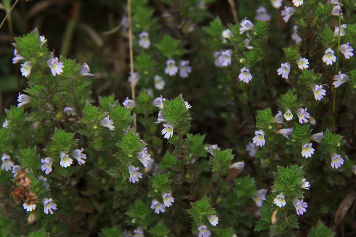 Euphrasia stricta s.s. (door Peter Meininger)