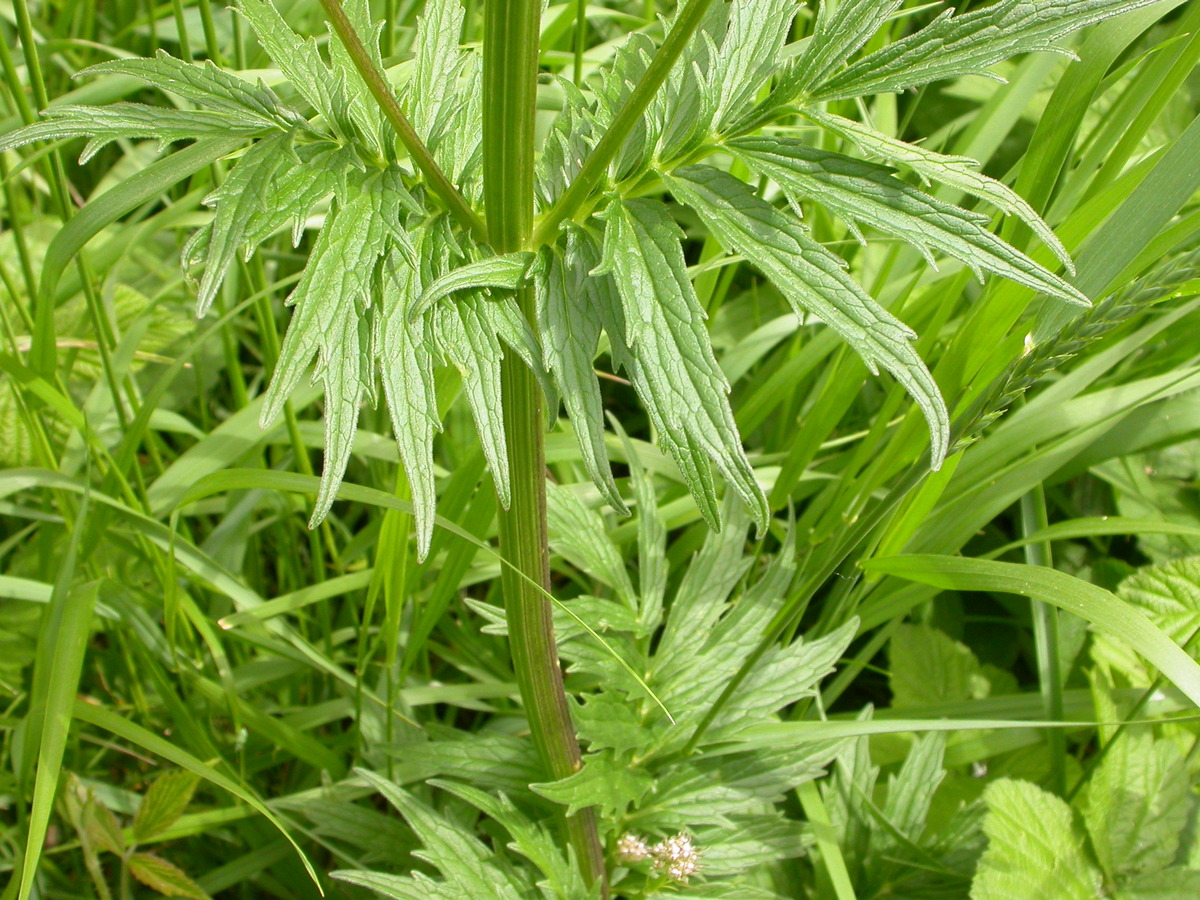 Valeriana officinalis (door Peter Meininger)