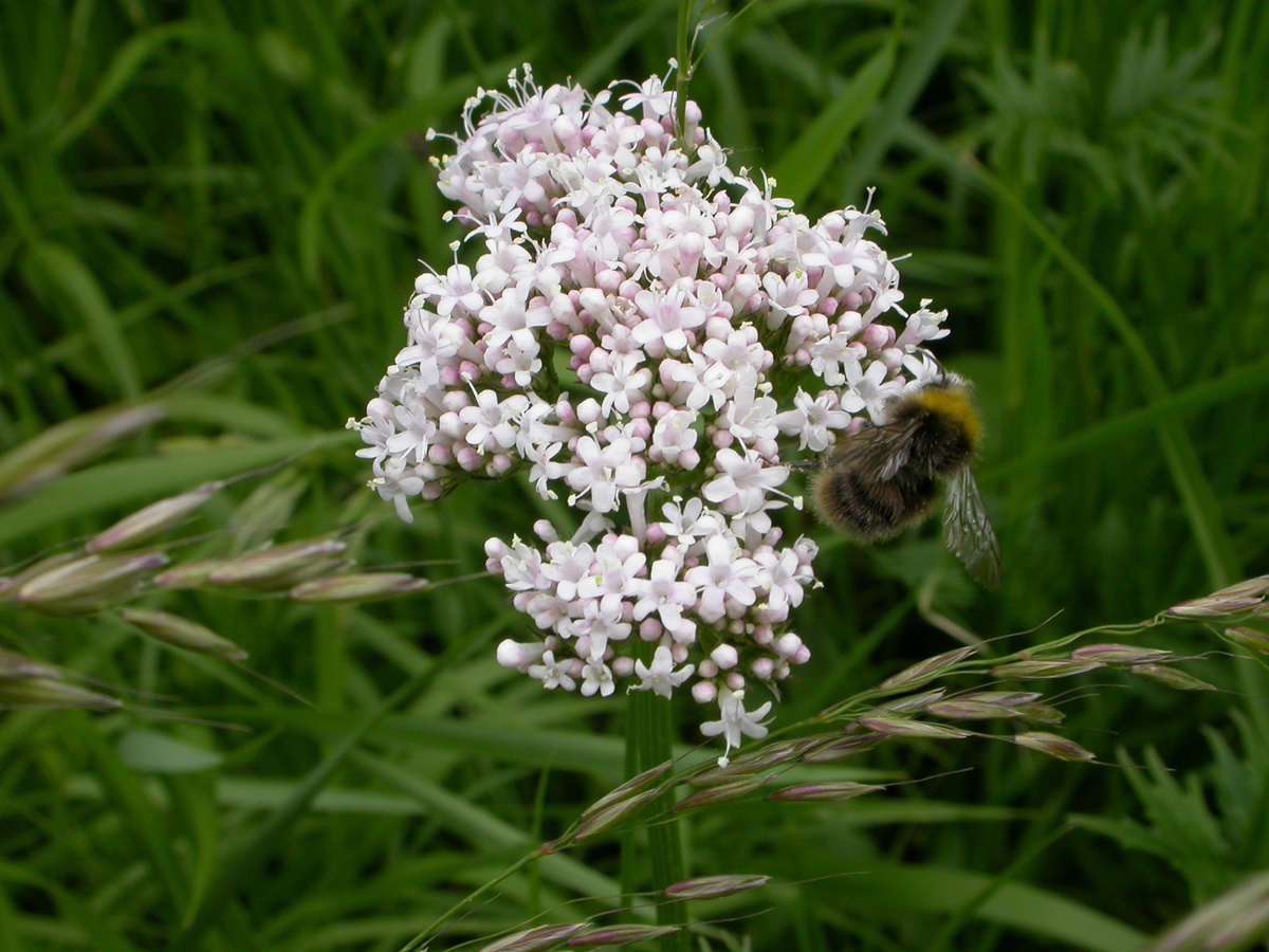 Valeriana officinalis (door Peter Meininger)