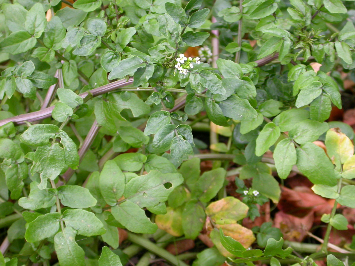 Nasturtium officinale (door Peter Meininger)