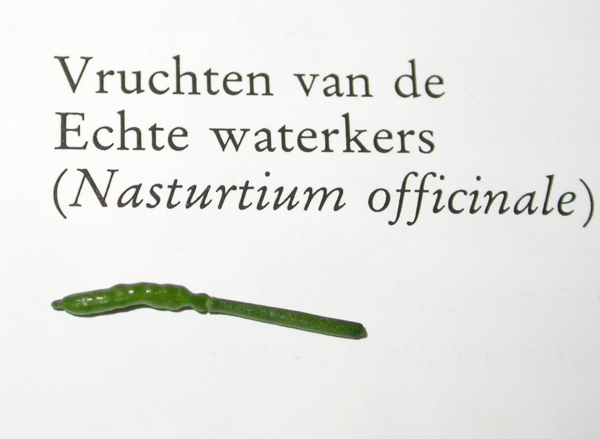 Nasturtium officinale (door Peter Meininger)