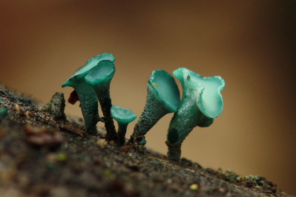 Chlorociboria aeruginascens (door Petra Saarloos)