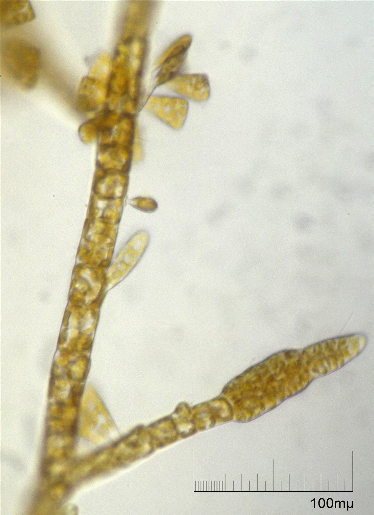 Ectocarpus siliculosus (door Mart Karremans)