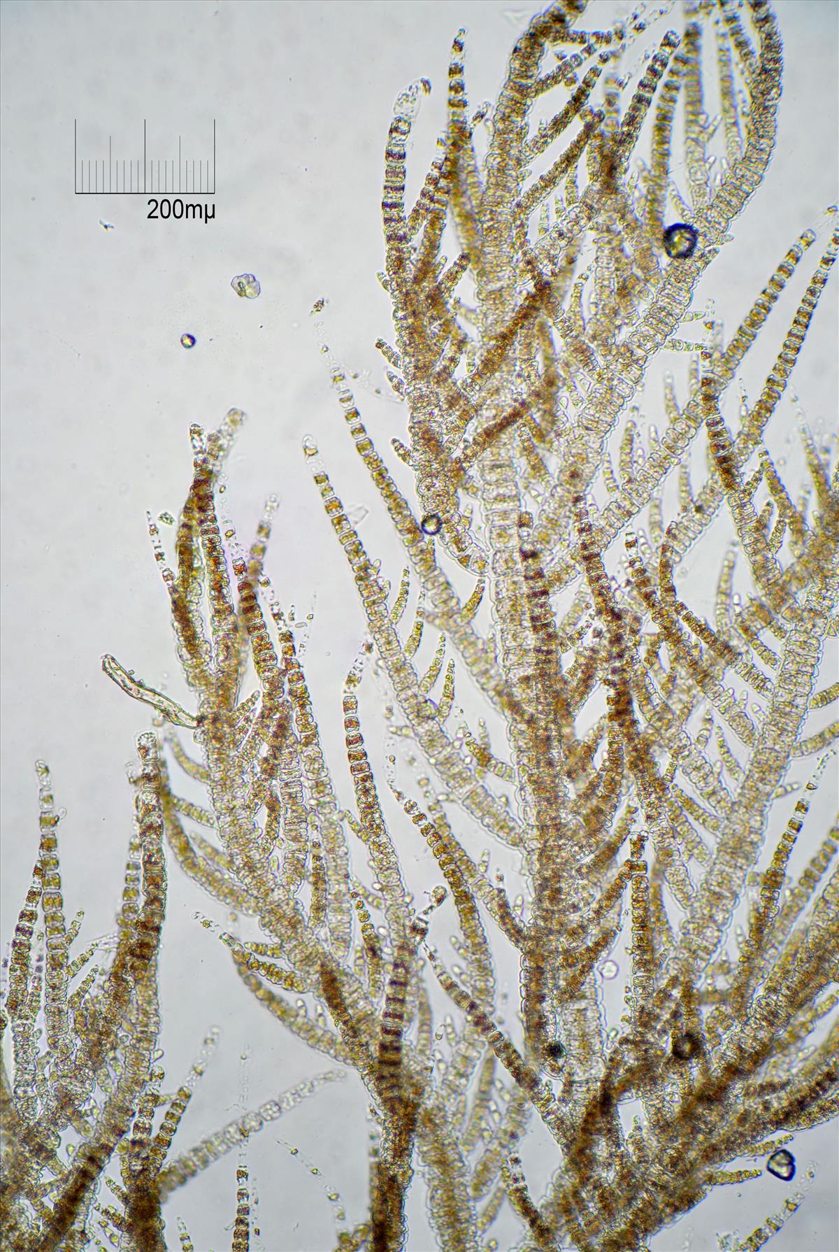 Ectocarpus siliculosus (door Mart Karremans)