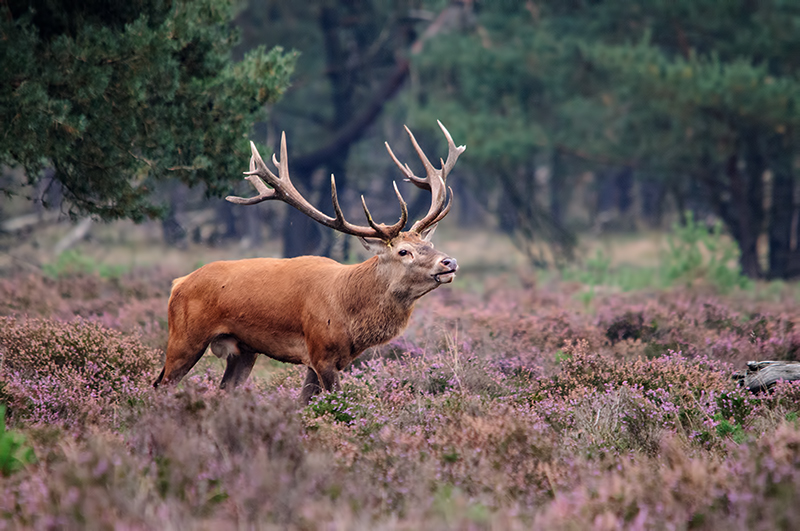 Cervus elaphus (door Hans Kool)