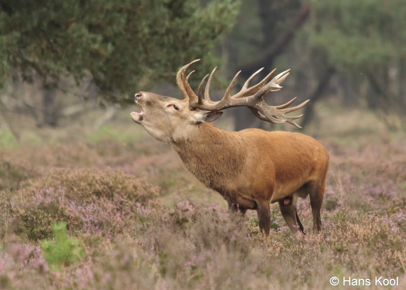 Cervus elaphus (door Hans Kool)