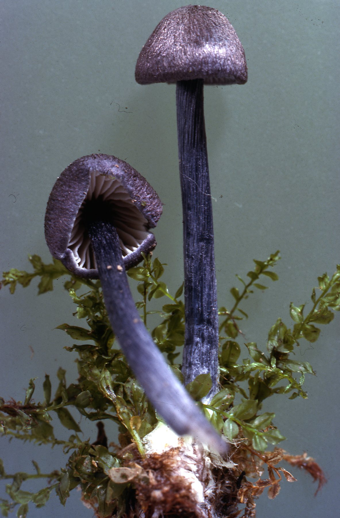Entoloma dichroum (door Machiel (Chiel) Noordeloos)