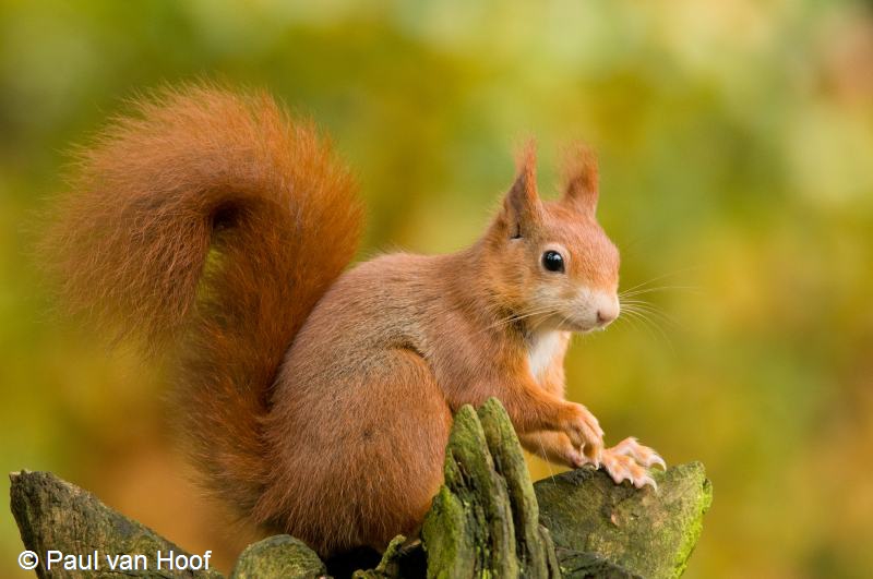 Sciurus vulgaris (door Paul van Hoof)