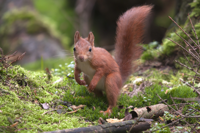 Sciurus vulgaris (door Hans Kool)