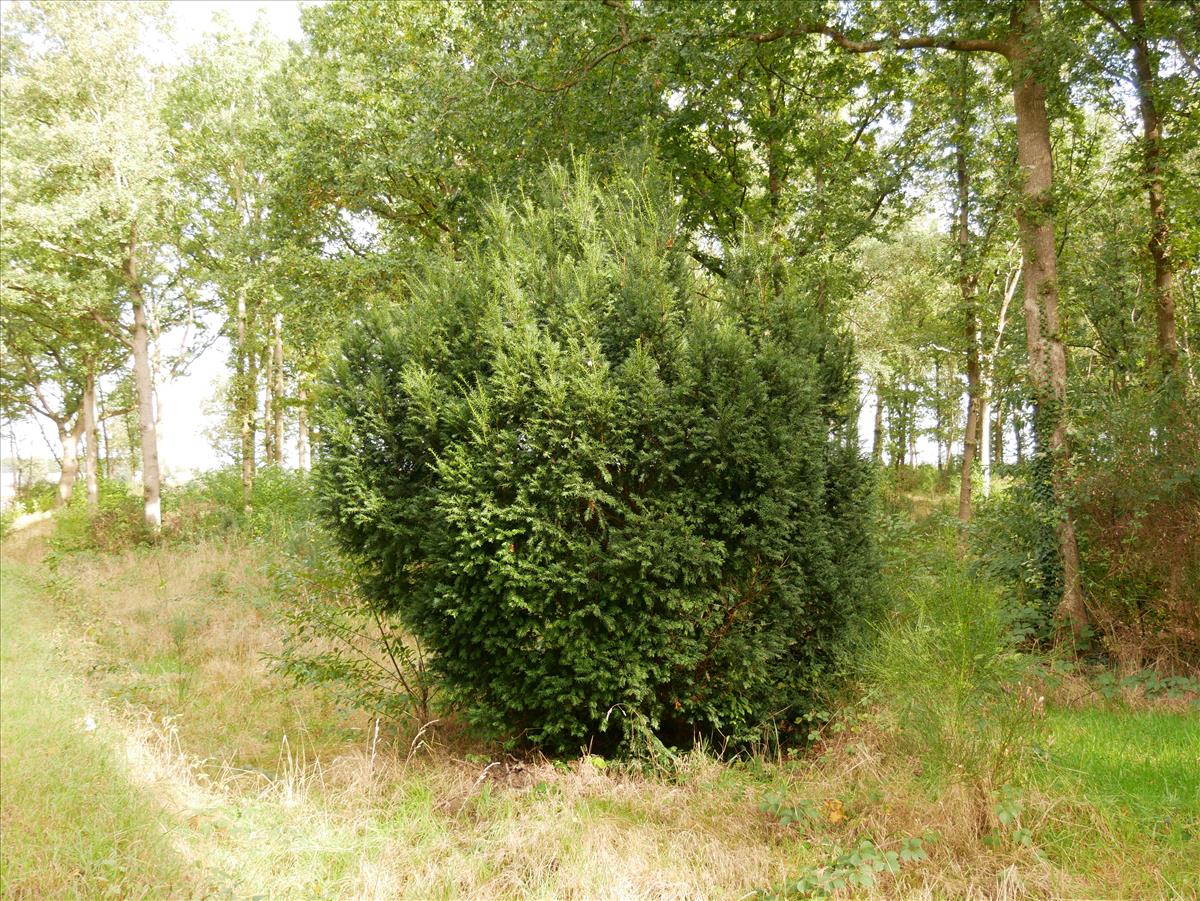 Taxus (door Wim van der Neut)