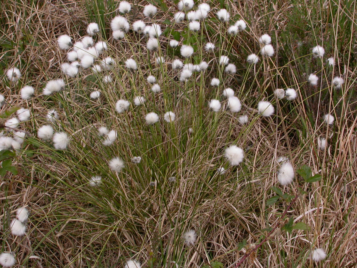 Eriophorum vaginatum (door Peter Meininger)