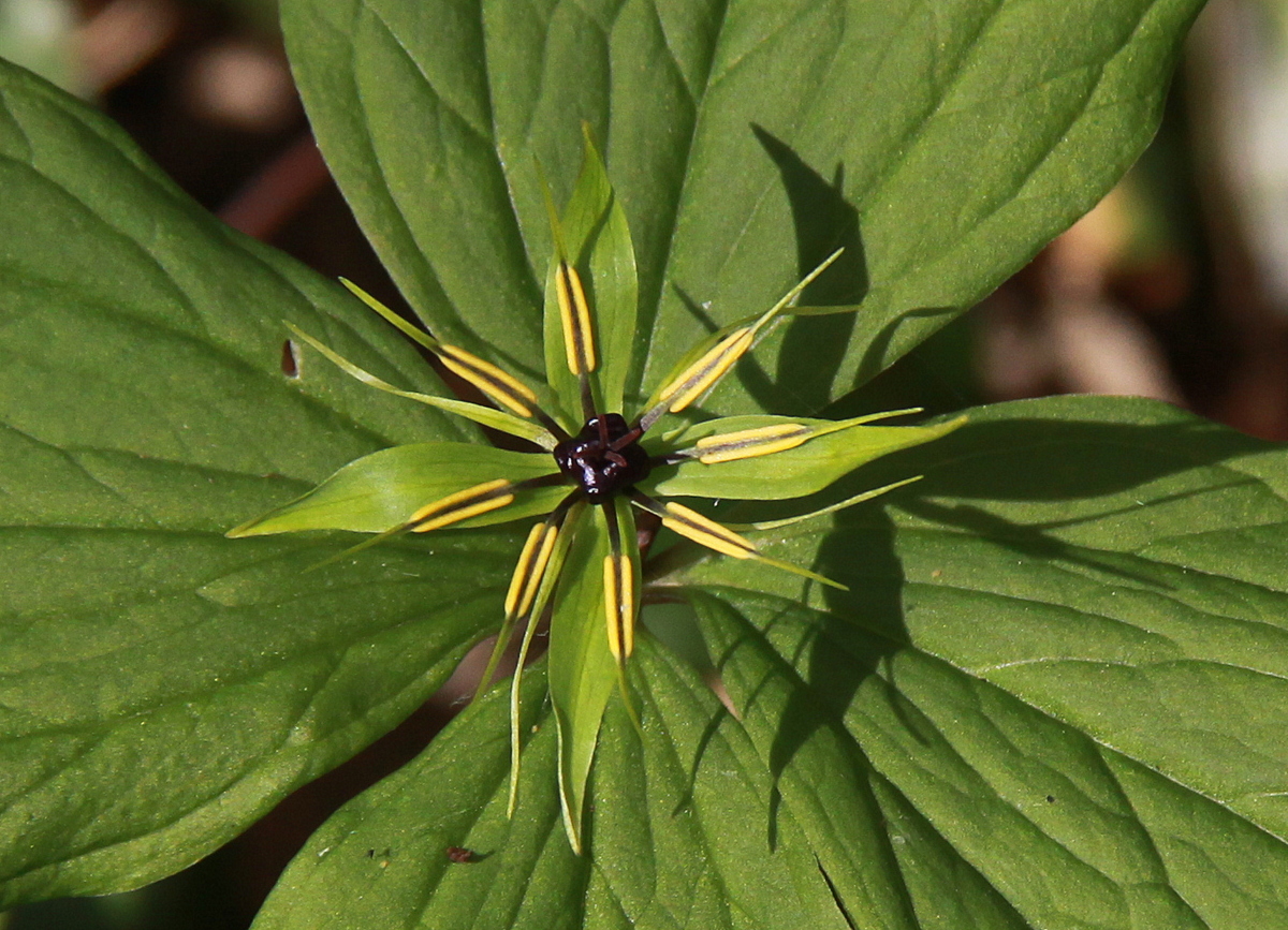 Paris quadrifolia (door Peter Meininger)