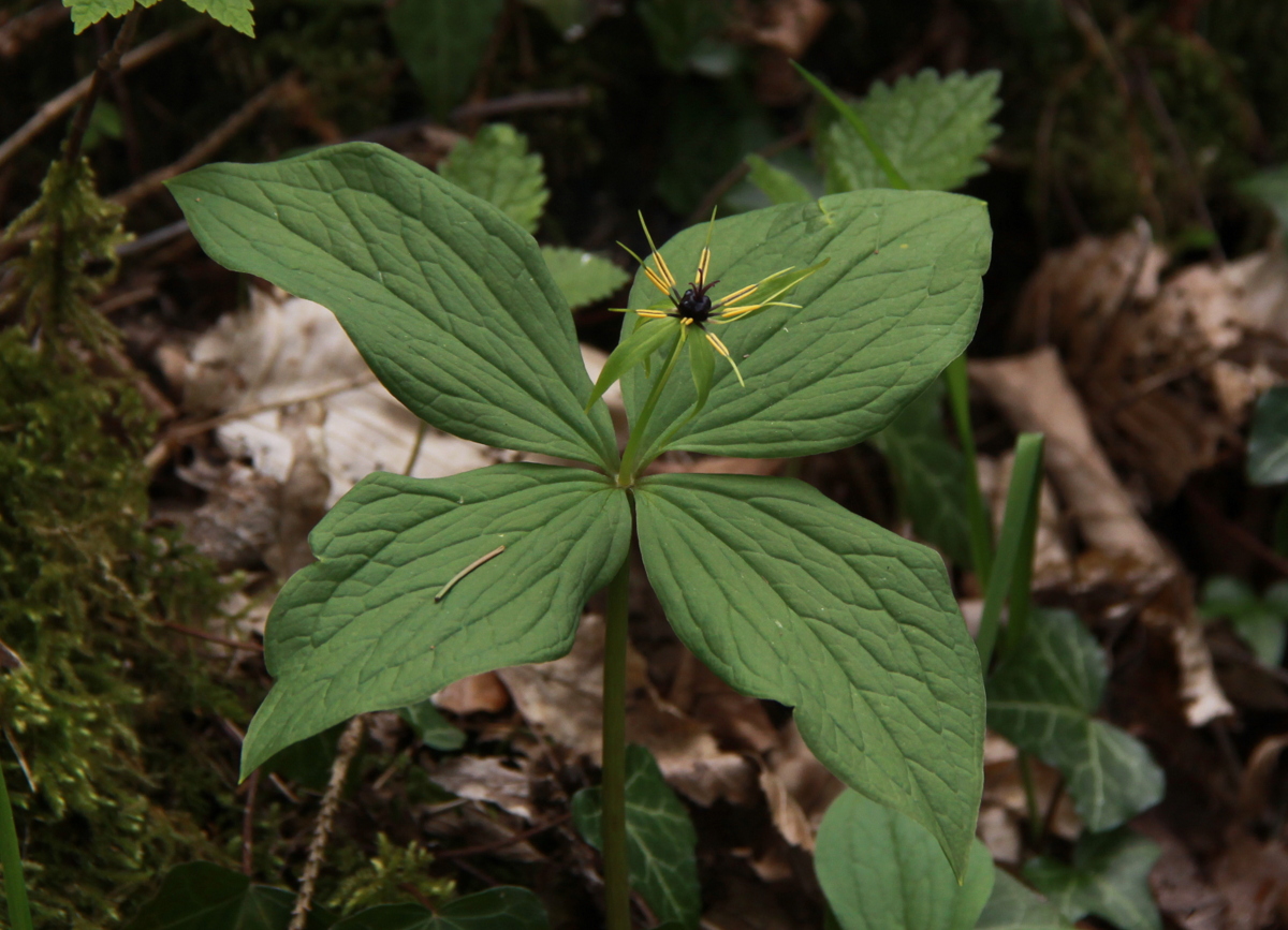 Paris quadrifolia (door Peter Meininger)