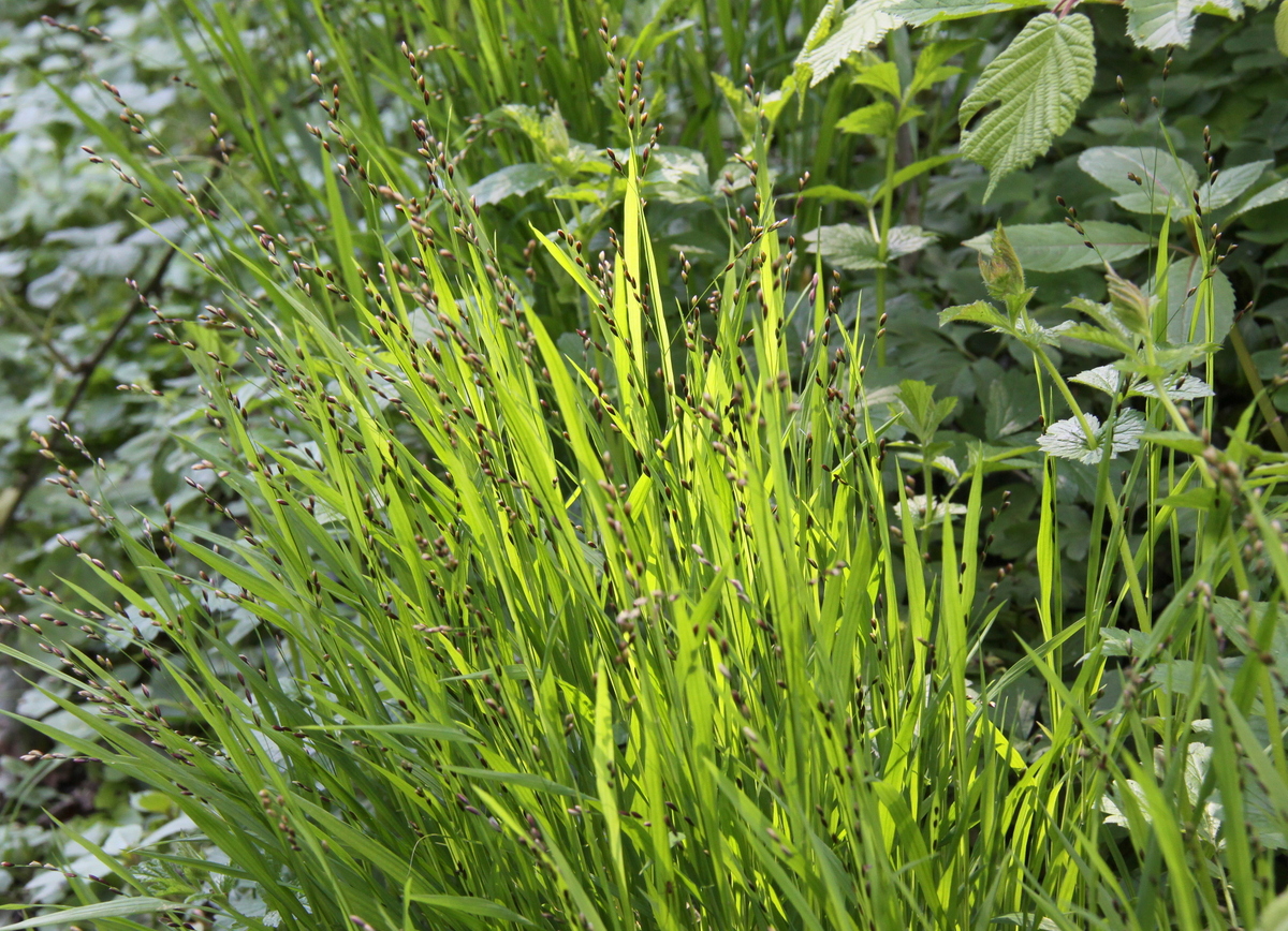 Melica uniflora (door Peter Meininger)