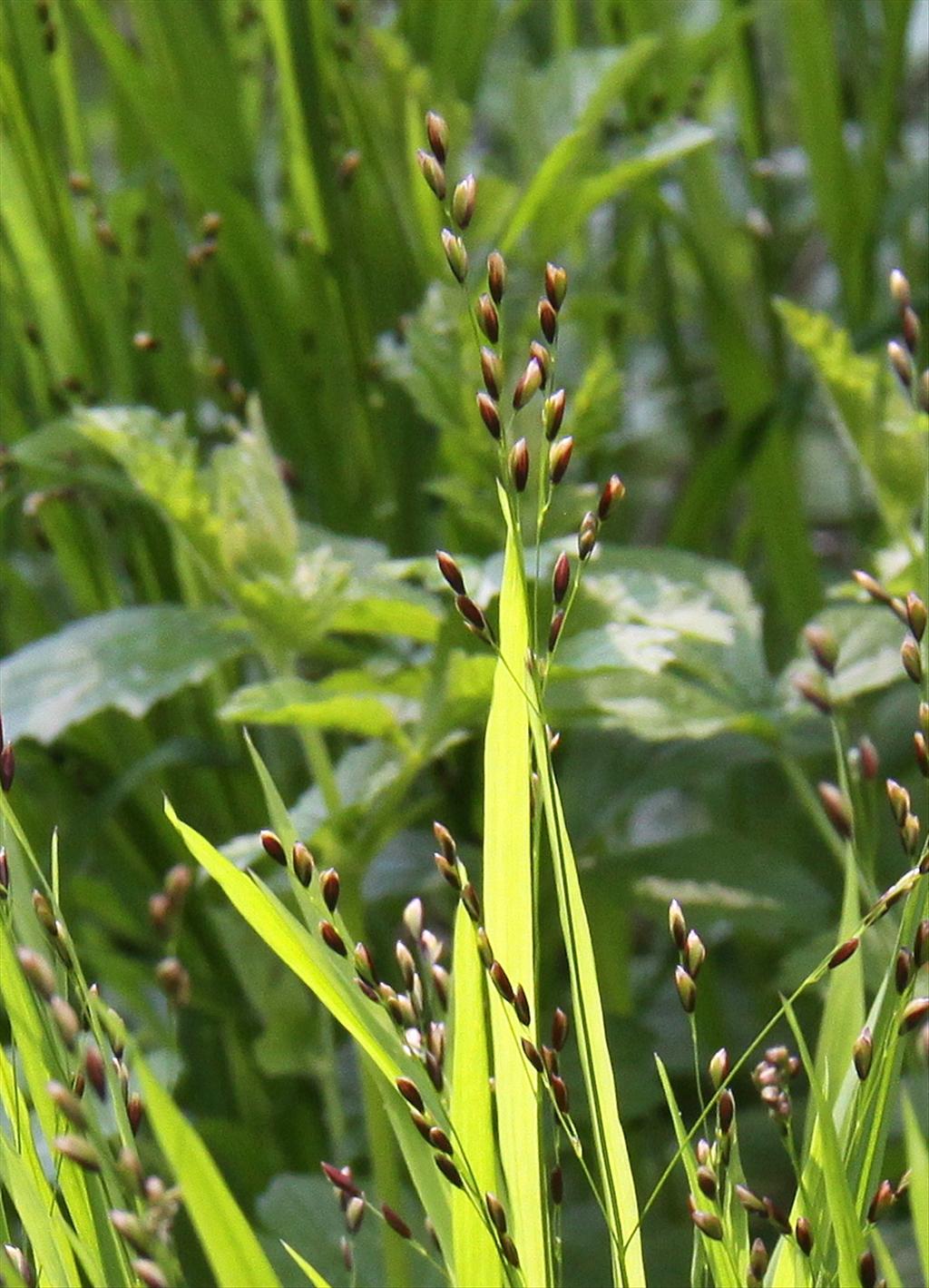 Melica uniflora (door Peter Meininger)