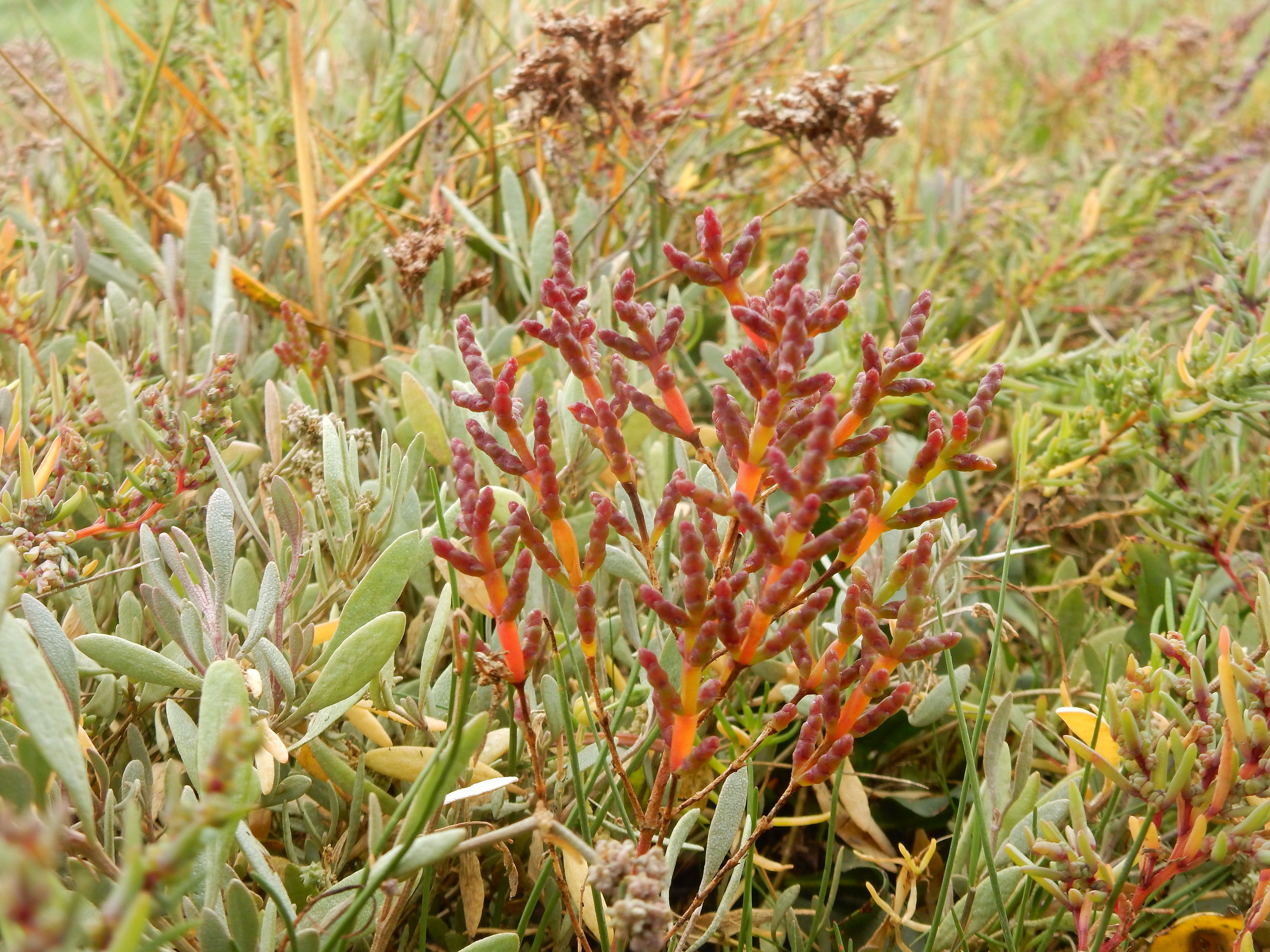 Salicornia europaea subsp. disarticulata (door Peter Meininger)