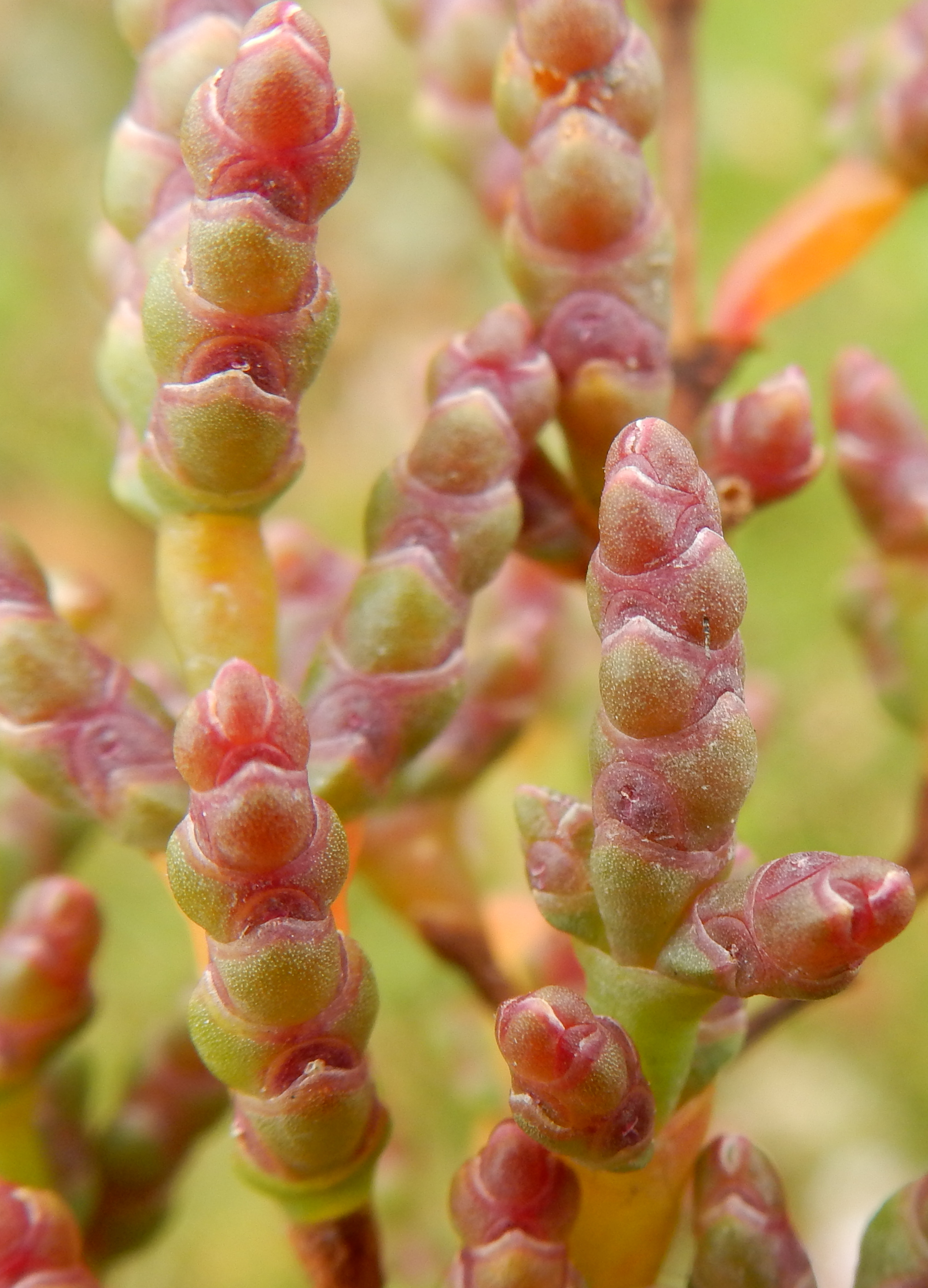 Salicornia europaea subsp. disarticulata (door Peter Meininger)