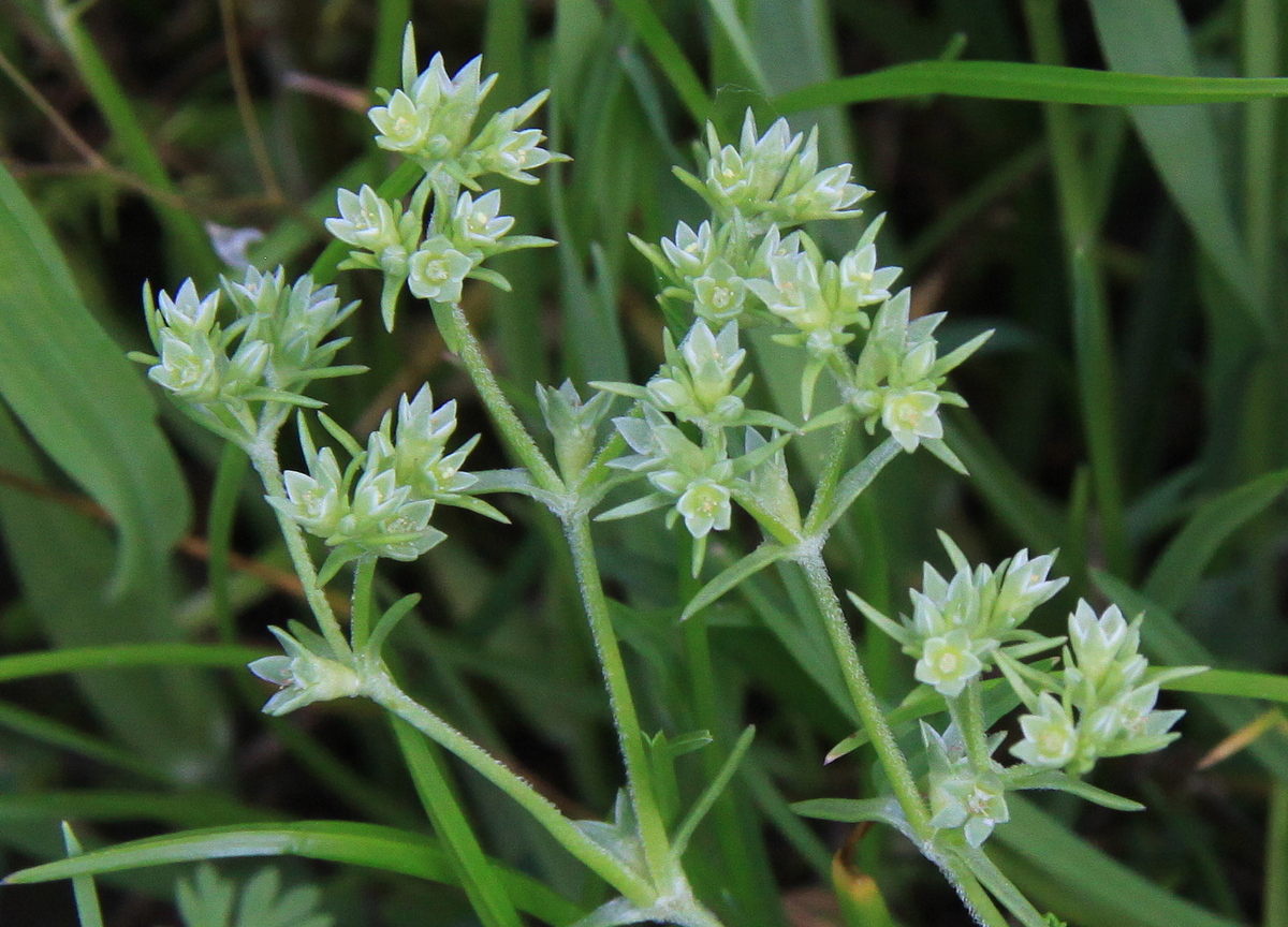 Scleranthus annuus subsp. annuus (door Peter Meininger)