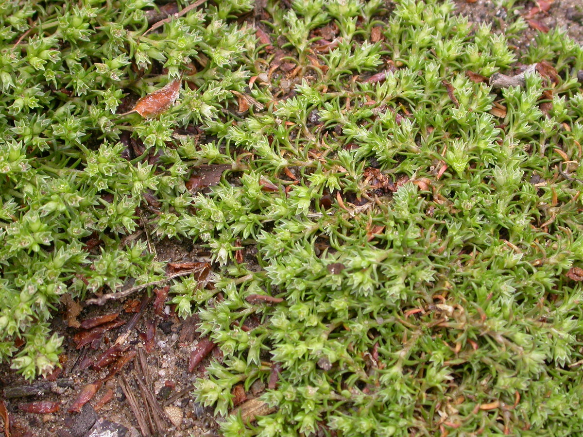 Scleranthus annuus subsp. annuus (door Peter Meininger)