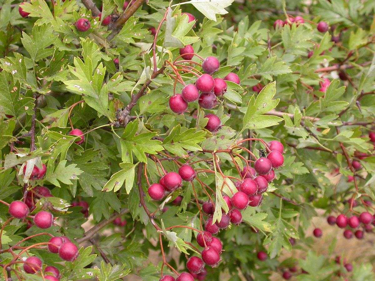 Crataegus monogyna (door Peter Meininger)