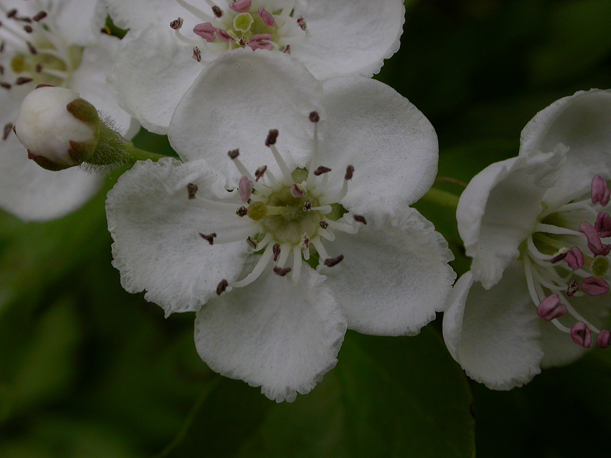 Crataegus monogyna (door Peter Meininger)