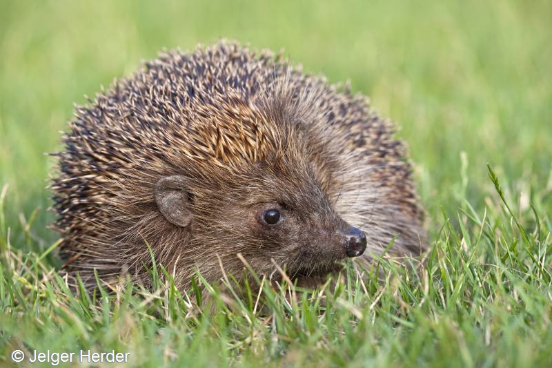 Erinaceus europaeus (door Jelger Herder)