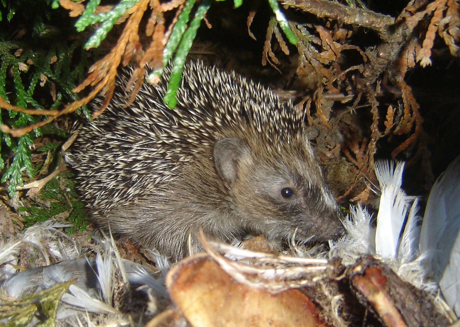 Erinaceus europaeus (door Ruud Beringen)