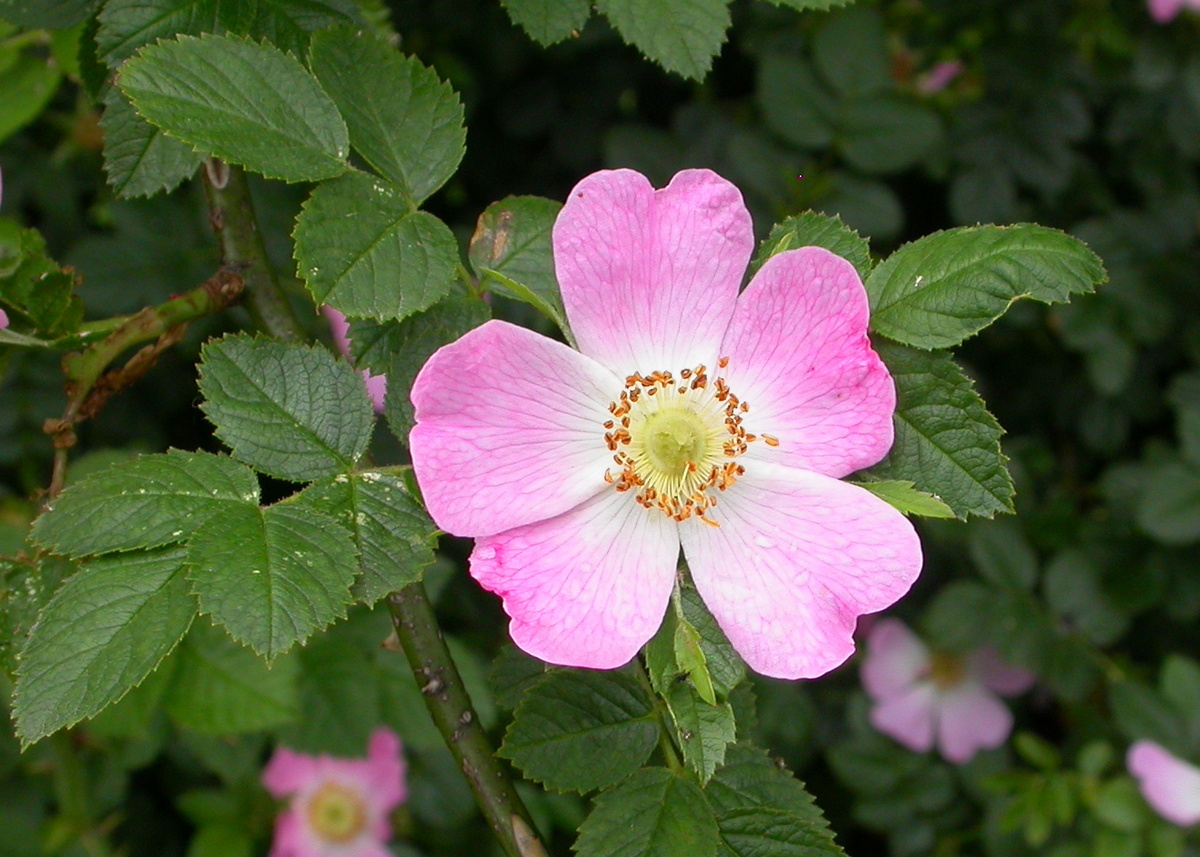 Rosa rubiginosa (door Peter Meininger)