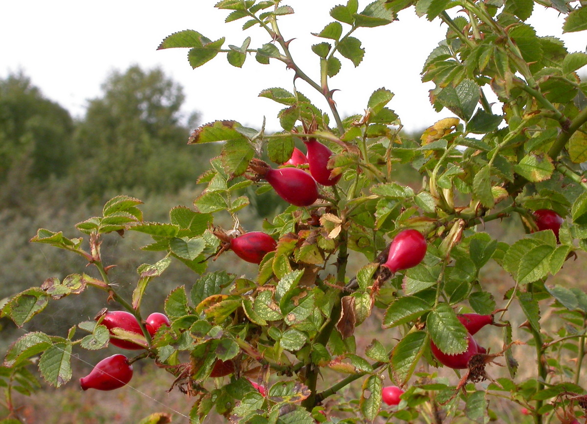 Rosa rubiginosa (door Peter Meininger)