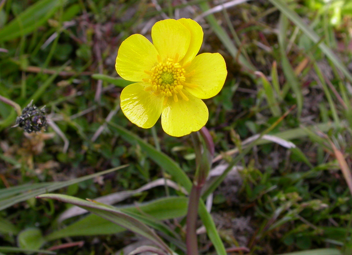 Ranunculus flammula (door Peter Meininger)