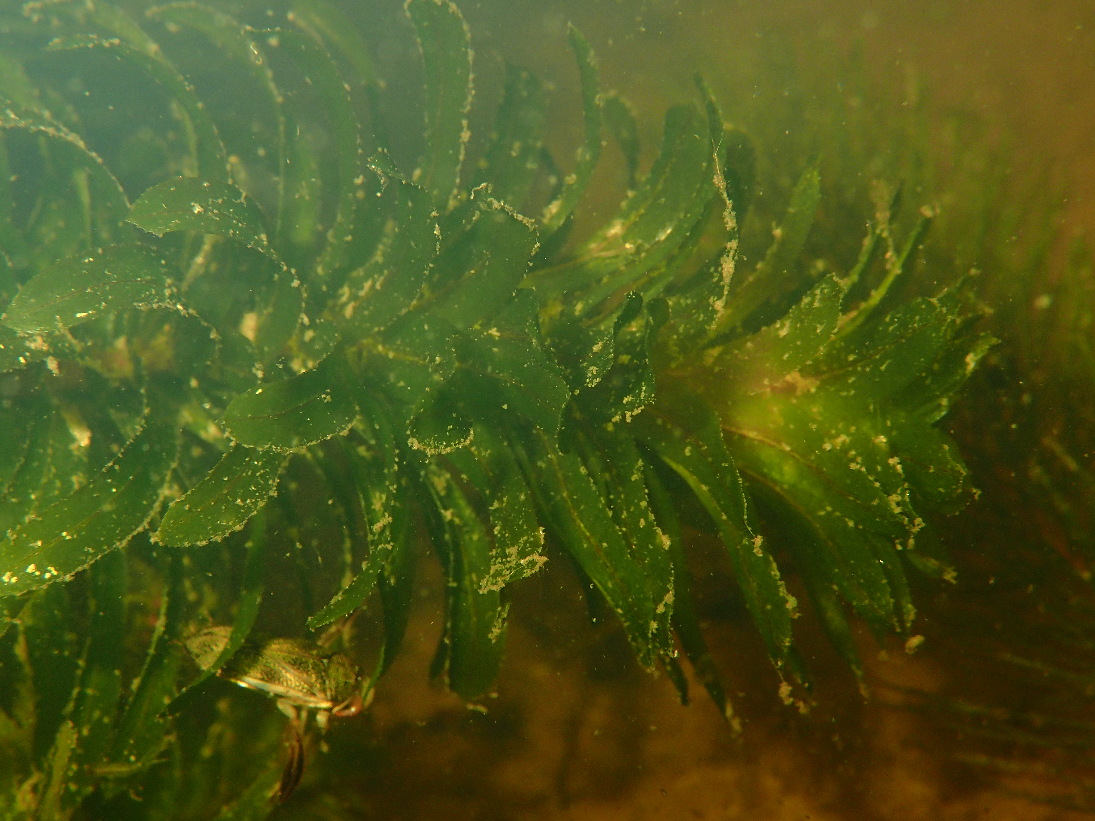 Egeria densa (door Adrie van Heerden)