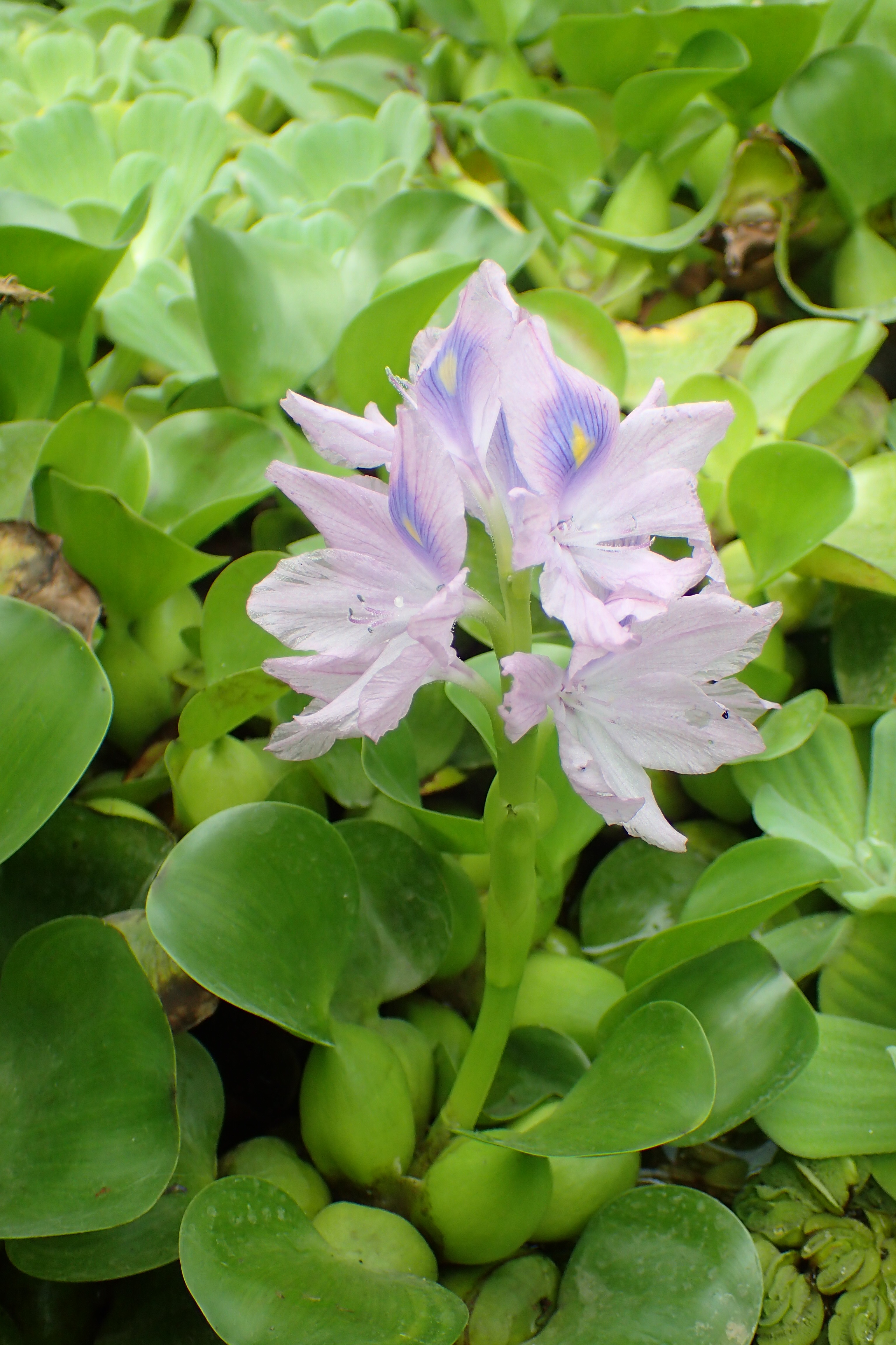 Eichhornia crassipes (door Adrie van Heerden)