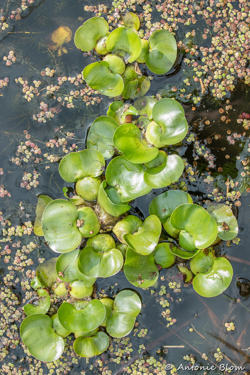 Eichhornia crassipes (door Antonie Blom)