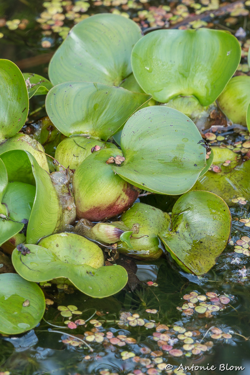 Eichhornia crassipes (door Antonie Blom)