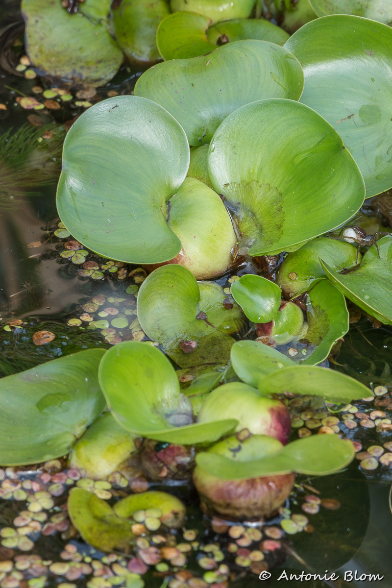 Eichhornia crassipes (door Antonie Blom)